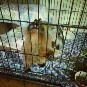 Meet your Posher, Chelsea